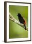 A Male Passeriniõs Tanager at La Selva Biological Station, Costa Rica-Neil Losin-Framed Photographic Print