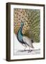 A Male Peacock in Full Display-Johann Leonhard Frisch-Framed Giclee Print