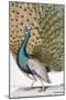 A Male Peacock in Full Display-Johann Leonhard Frisch-Mounted Giclee Print