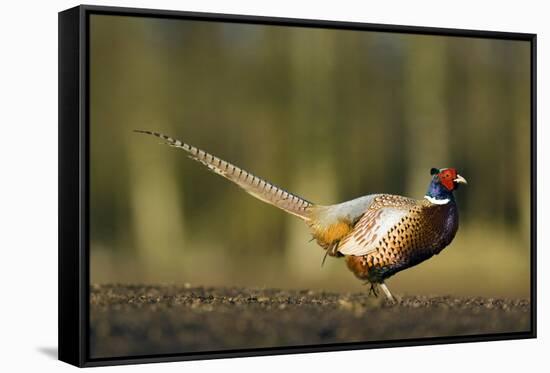 A Male Pheasant-Duncan Shaw-Framed Stretched Canvas