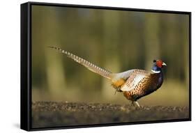 A Male Pheasant-Duncan Shaw-Framed Stretched Canvas