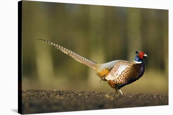 A Male Pheasant-Duncan Shaw-Stretched Canvas