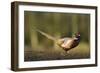 A Male Pheasant-Duncan Shaw-Framed Photographic Print