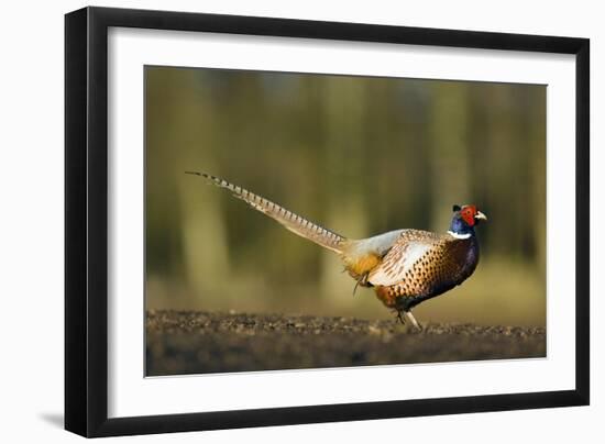 A Male Pheasant-Duncan Shaw-Framed Photographic Print