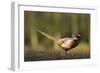 A Male Pheasant-Duncan Shaw-Framed Photographic Print