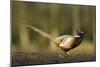 A Male Pheasant-Duncan Shaw-Mounted Photographic Print