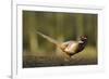 A Male Pheasant-Duncan Shaw-Framed Photographic Print