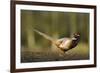 A Male Pheasant-Duncan Shaw-Framed Photographic Print