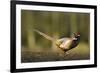 A Male Pheasant-Duncan Shaw-Framed Photographic Print