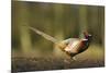 A Male Pheasant-Duncan Shaw-Mounted Photographic Print