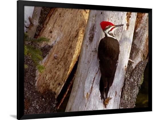 Photographic Print, , large