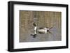 A Male Pintail Duck Glides on a Pond in a Wetland Marsh-John Alves-Framed Photographic Print