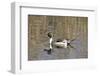 A Male Pintail Duck Glides on a Pond in a Wetland Marsh-John Alves-Framed Photographic Print