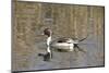 A Male Pintail Duck Glides on a Pond in a Wetland Marsh-John Alves-Mounted Photographic Print