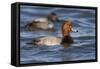 A Male Redhead on the Chesapeake Bay in Maryland, with a Male Canvasback in the Background-Neil Losin-Framed Stretched Canvas