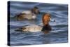 A Male Redhead on the Chesapeake Bay in Maryland, with a Male Canvasback in the Background-Neil Losin-Stretched Canvas