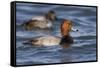 A Male Redhead on the Chesapeake Bay in Maryland, with a Male Canvasback in the Background-Neil Losin-Framed Stretched Canvas