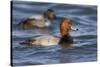 A Male Redhead on the Chesapeake Bay in Maryland, with a Male Canvasback in the Background-Neil Losin-Stretched Canvas