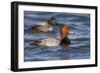 A Male Redhead on the Chesapeake Bay in Maryland, with a Male Canvasback in the Background-Neil Losin-Framed Photographic Print