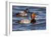 A Male Redhead on the Chesapeake Bay in Maryland, with a Male Canvasback in the Background-Neil Losin-Framed Photographic Print