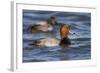 A Male Redhead on the Chesapeake Bay in Maryland, with a Male Canvasback in the Background-Neil Losin-Framed Photographic Print