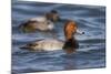 A Male Redhead on the Chesapeake Bay in Maryland, with a Male Canvasback in the Background-Neil Losin-Mounted Photographic Print