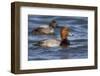 A Male Redhead on the Chesapeake Bay in Maryland, with a Male Canvasback in the Background-Neil Losin-Framed Photographic Print