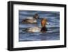 A Male Redhead on the Chesapeake Bay in Maryland, with a Male Canvasback in the Background-Neil Losin-Framed Photographic Print