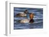 A Male Redhead on the Chesapeake Bay in Maryland, with a Male Canvasback in the Background-Neil Losin-Framed Photographic Print