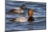 A Male Redhead on the Chesapeake Bay in Maryland, with a Male Canvasback in the Background-Neil Losin-Mounted Photographic Print