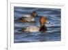 A Male Redhead on the Chesapeake Bay in Maryland, with a Male Canvasback in the Background-Neil Losin-Framed Photographic Print