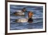 A Male Redhead on the Chesapeake Bay in Maryland, with a Male Canvasback in the Background-Neil Losin-Framed Photographic Print