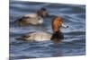 A Male Redhead on the Chesapeake Bay in Maryland, with a Male Canvasback in the Background-Neil Losin-Mounted Photographic Print