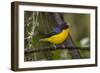 A Male Violaceous Euphonia in Brazilõs Atlantic Rainforest-Neil Losin-Framed Photographic Print