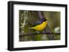 A Male Violaceous Euphonia in Brazilõs Atlantic Rainforest-Neil Losin-Framed Photographic Print