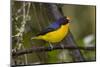 A Male Violaceous Euphonia in Brazilõs Atlantic Rainforest-Neil Losin-Mounted Photographic Print