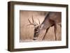 A Male Whitetail Deer Grazes in a Meadow of Dry Grass in the Fall-John Alves-Framed Photographic Print
