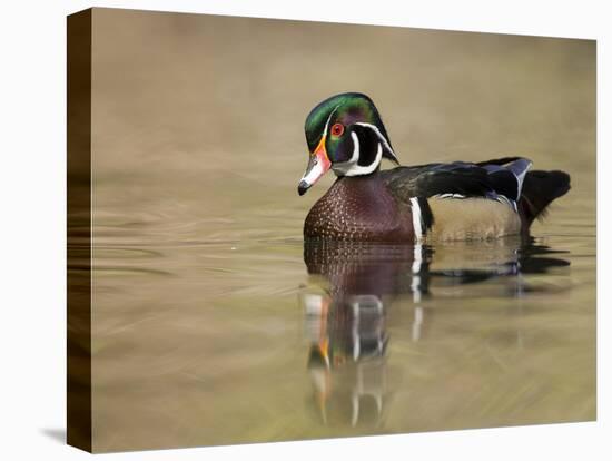 A Male Wood Duck (Aix Sponsa) on a Small Pond in Southern California.-Neil Losin-Stretched Canvas
