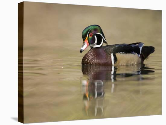 A Male Wood Duck (Aix Sponsa) on a Small Pond in Southern California.-Neil Losin-Stretched Canvas