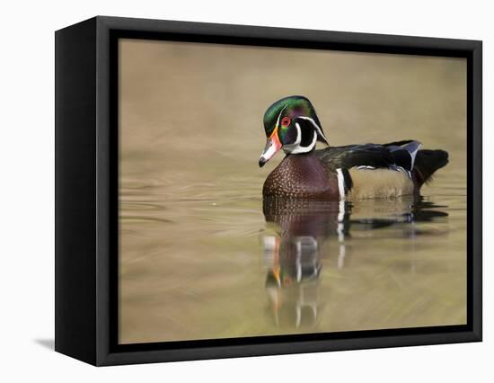 A Male Wood Duck (Aix Sponsa) on a Small Pond in Southern California.-Neil Losin-Framed Stretched Canvas
