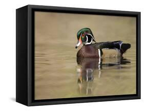 A Male Wood Duck (Aix Sponsa) on a Small Pond in Southern California.-Neil Losin-Framed Stretched Canvas