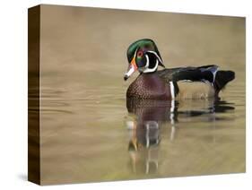 A Male Wood Duck (Aix Sponsa) on a Small Pond in Southern California.-Neil Losin-Stretched Canvas