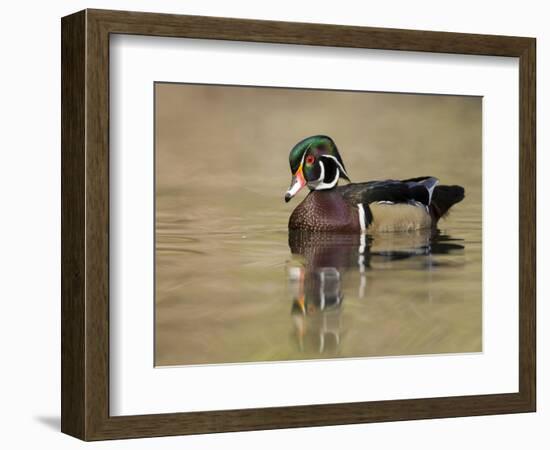 A Male Wood Duck (Aix Sponsa) on a Small Pond in Southern California.-Neil Losin-Framed Photographic Print