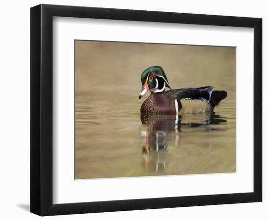 A Male Wood Duck (Aix Sponsa) on a Small Pond in Southern California.-Neil Losin-Framed Photographic Print