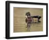 A Male Wood Duck (Aix Sponsa) on a Small Pond in Southern California.-Neil Losin-Framed Photographic Print