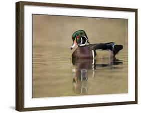 A Male Wood Duck (Aix Sponsa) on a Small Pond in Southern California.-Neil Losin-Framed Photographic Print