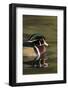 A Male Wood Duck on a Small Pond in Southern California-Neil Losin-Framed Photographic Print