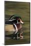 A Male Wood Duck on a Small Pond in Southern California-Neil Losin-Mounted Photographic Print