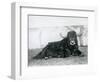 A Male Yak Lying in His Enclosure at London Zoo in 1928 (B/W Photo)-Frederick William Bond-Framed Giclee Print