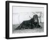 A Male Yak Lying in His Enclosure at London Zoo in 1928 (B/W Photo)-Frederick William Bond-Framed Giclee Print